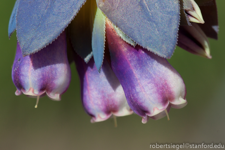 honeywort